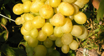 Сорт винограда Восторг мускатный