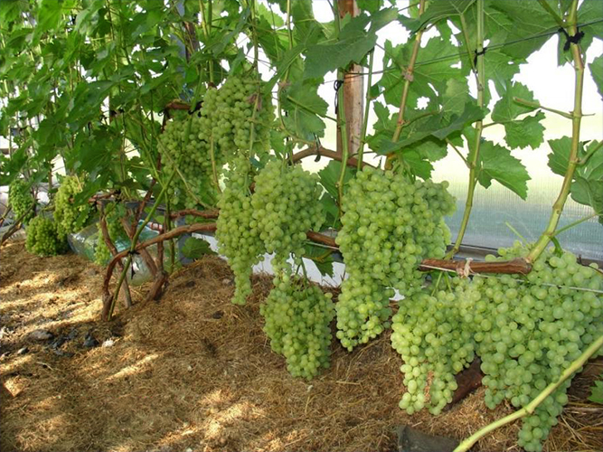 На каком расстоянии сажать виноград друг от друга схема посадки в зависимости от сорта