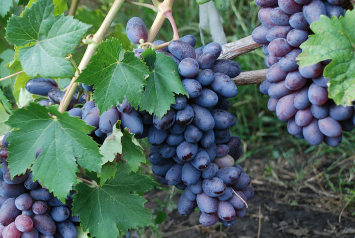 Гроздь винограда Байконур