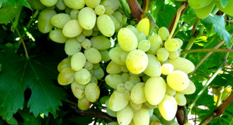 Сорт винограда Ляна