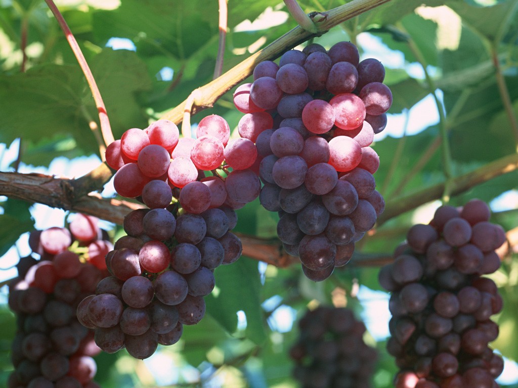 Сорта винограда Русский ранний и Русский фиолетовый: братья, но не близнецы