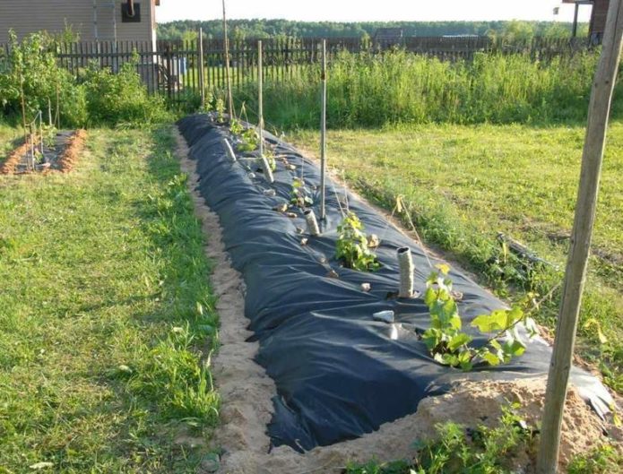 Как посадить виноград когда правильно делать, особенности посадки осенью