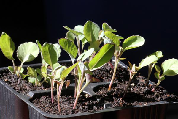 Рассадный способ выращивания цветной капусты