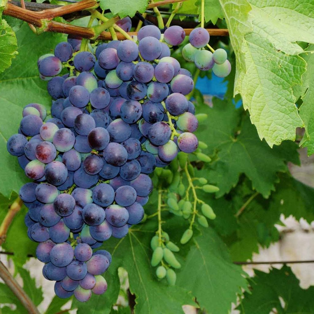 фото неукрывного винограда
