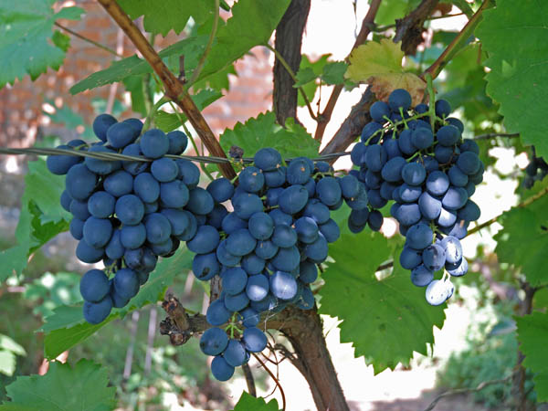 Виноград Молдова на лозе