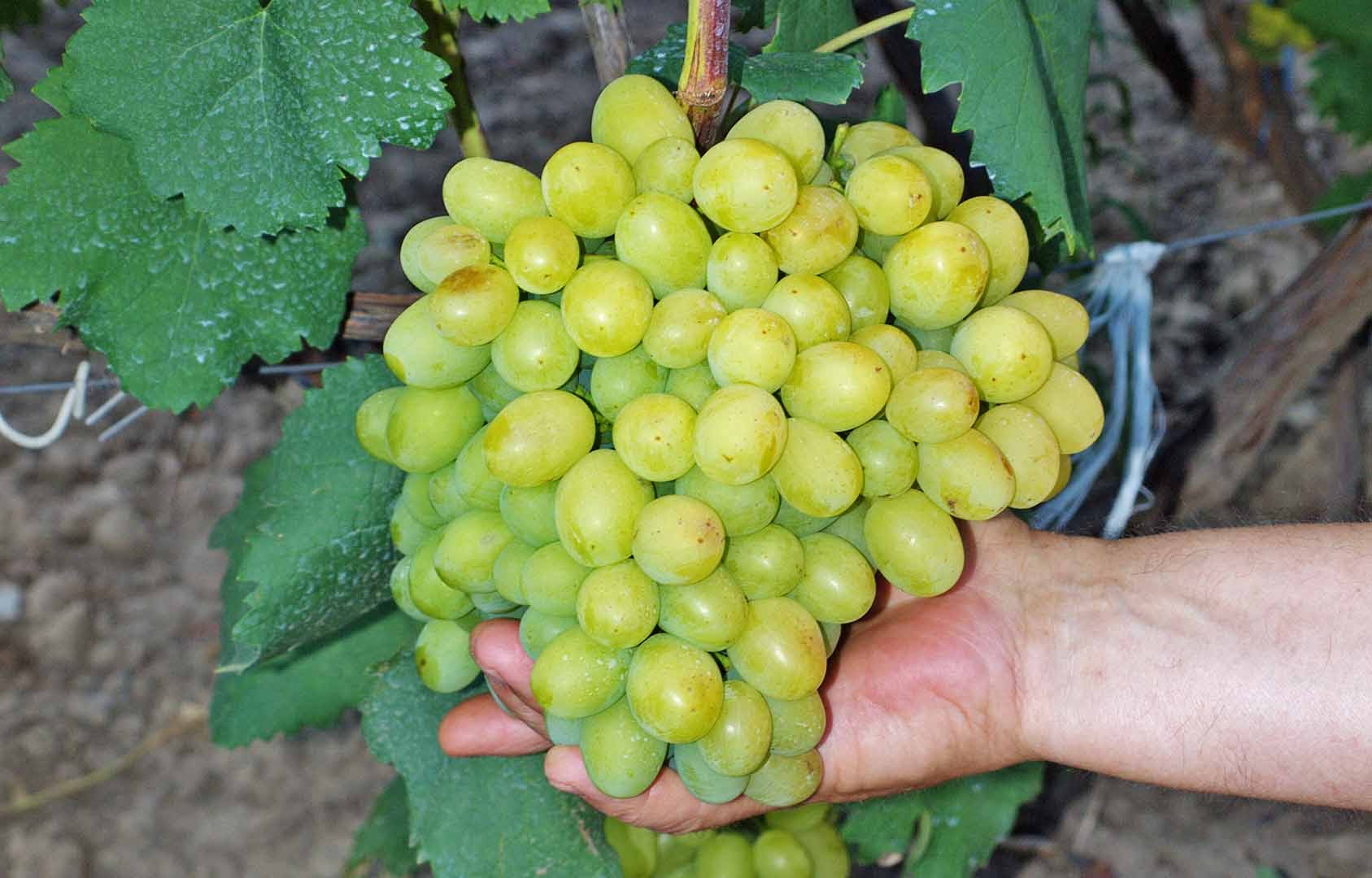 Супер Экстра — один из сверхранних сортов винограда от простого шахтёра из Ростова