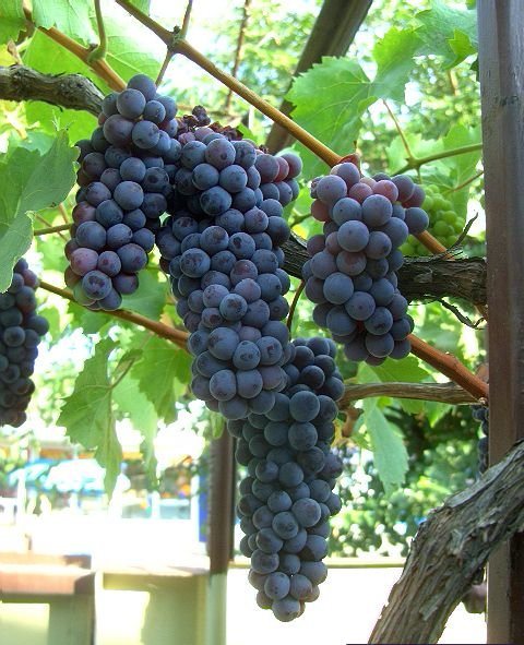 Виноград Чёрный жемчуг