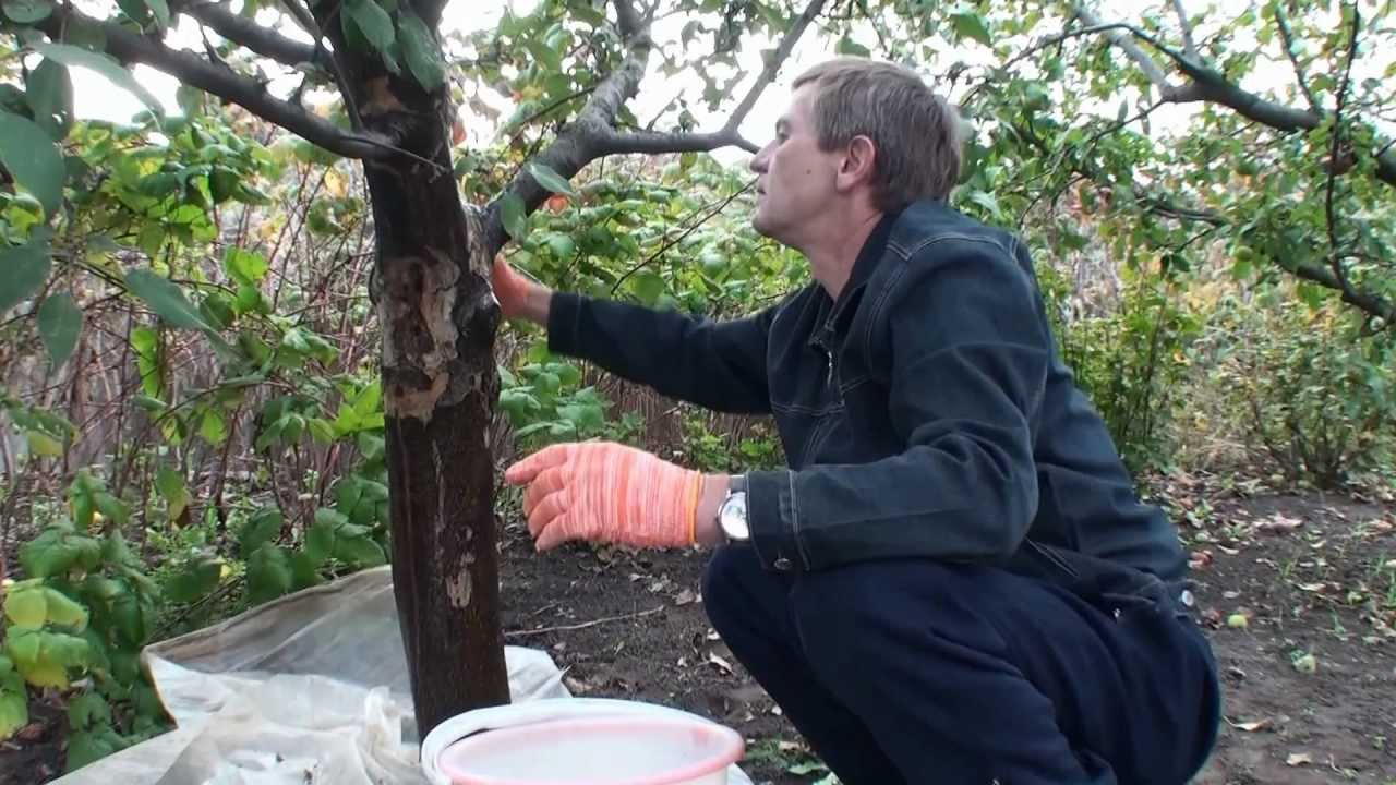 Реанимируем яблоню. Обработка садовых деревьев. Белить плодовые деревья. Обработка дерева дерева. Зачистка коры плодовых деревьев.