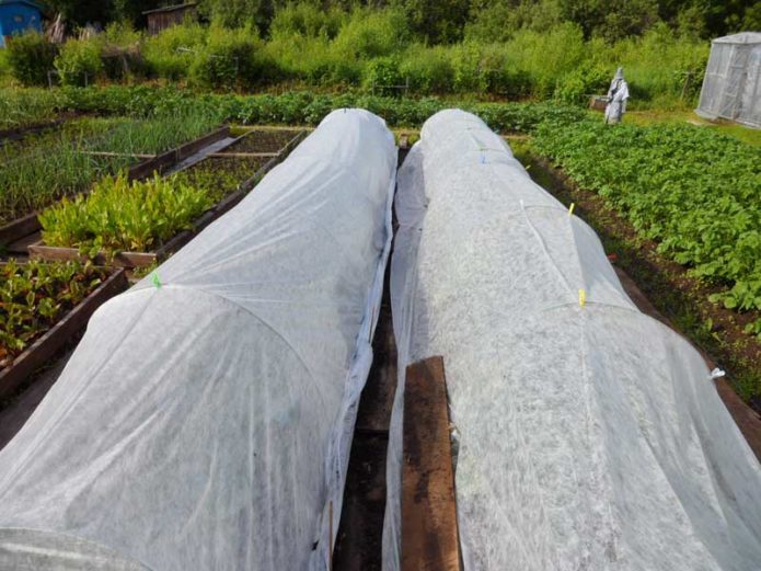 Укрытие высаженной рассады капусты агроволокном