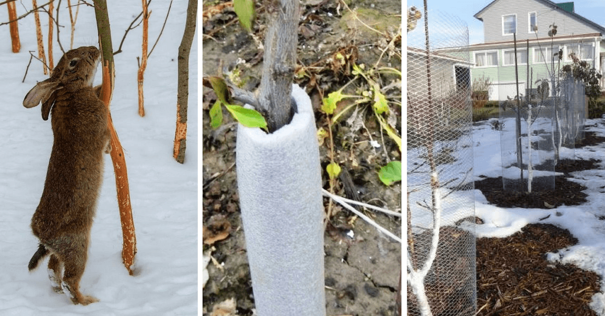 защита сада от мышей зимой