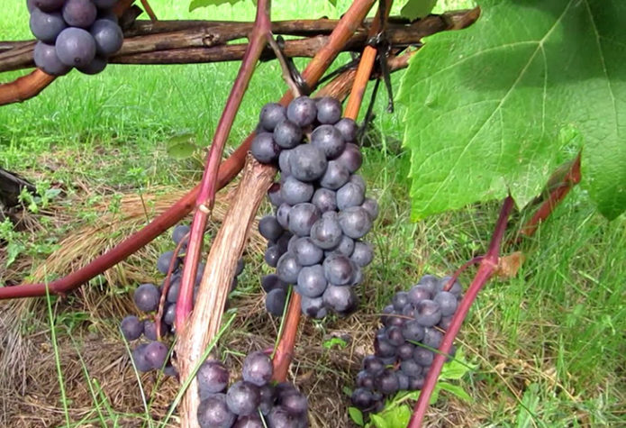 Виноград Зилга: описание сорта, фото, отзывы