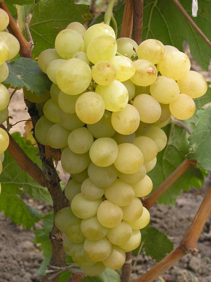 Виноград Плевен: описание сорта, фото, отзывы