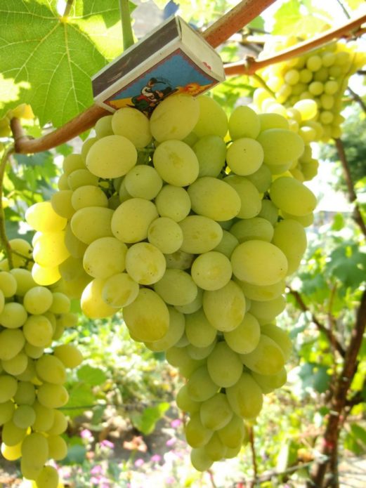 Гроздь винограда Плевен