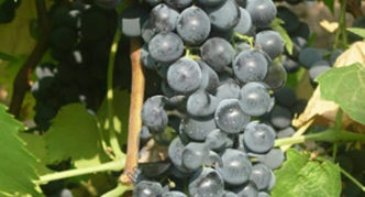 Виноград Ливадийский Чёрный
