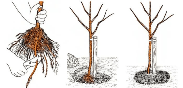Схема посадки дерева