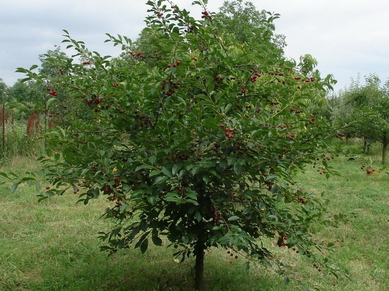Лучшие сорта вишни для средней полосы России: особенности выращивания,фото, отзывы