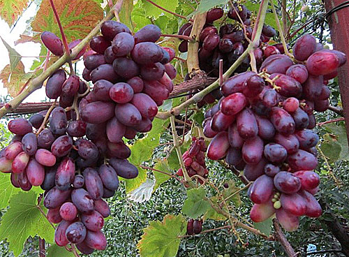 Ягоды винограда Изюминка