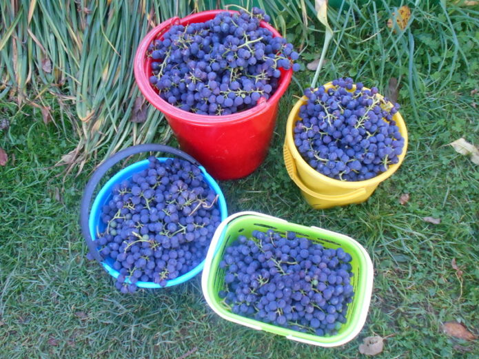 Урожай винограда Альфа