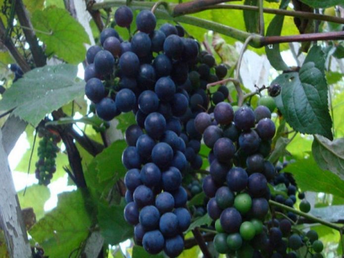 Грозди винограда Альфа