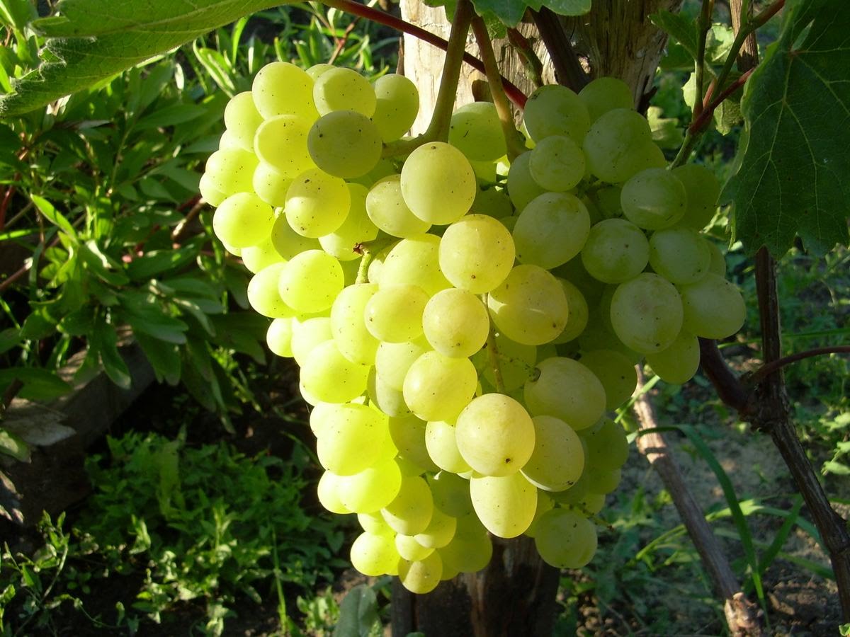 Виноград русбол — описание и особенности сорта