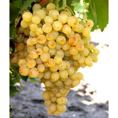 Сорт винограда русбол фото и описание отзывы