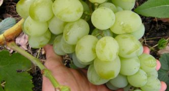 Разнообразие виноградного талисмана