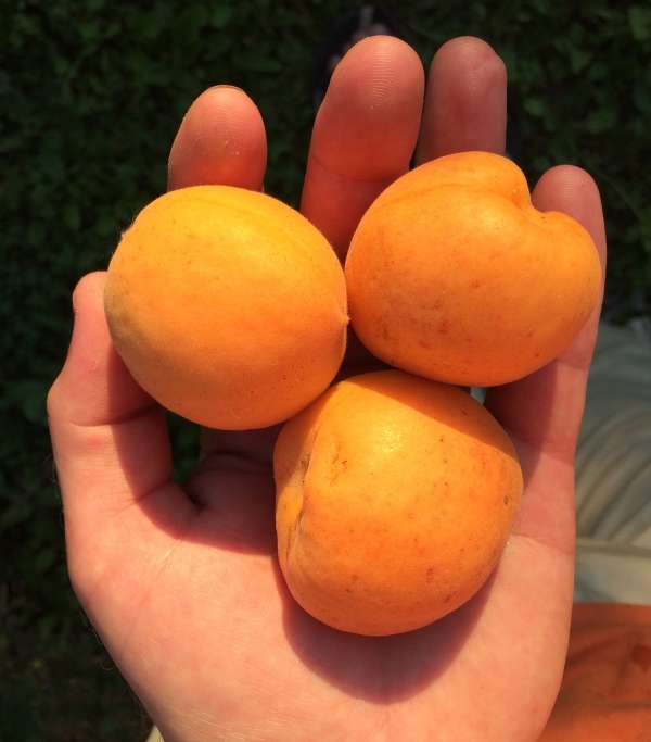 Плоды абрикоса