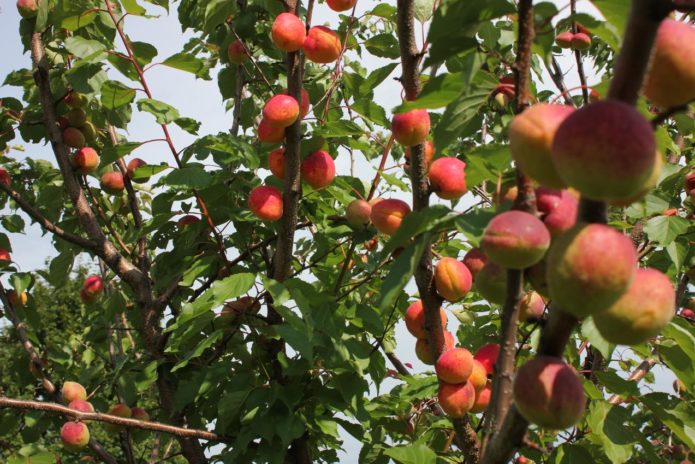 Плоды абрикоса на дереве