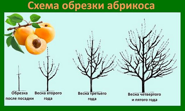 Схема формирования кроны абрикоса