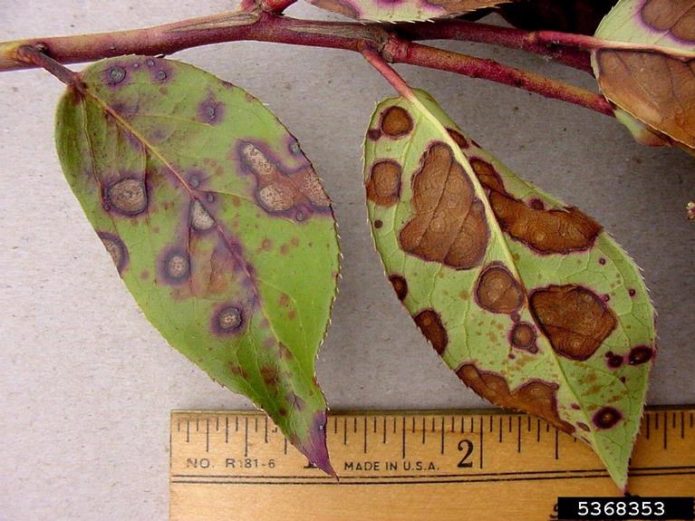 Листья, поражённые филлостикозом