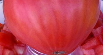 Сорт томата Бычье сердце малиновое
