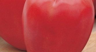 Сорт томата Бычье сердце розовое