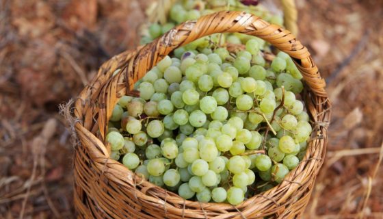 Урожай винограда сорта Кишмиш 342