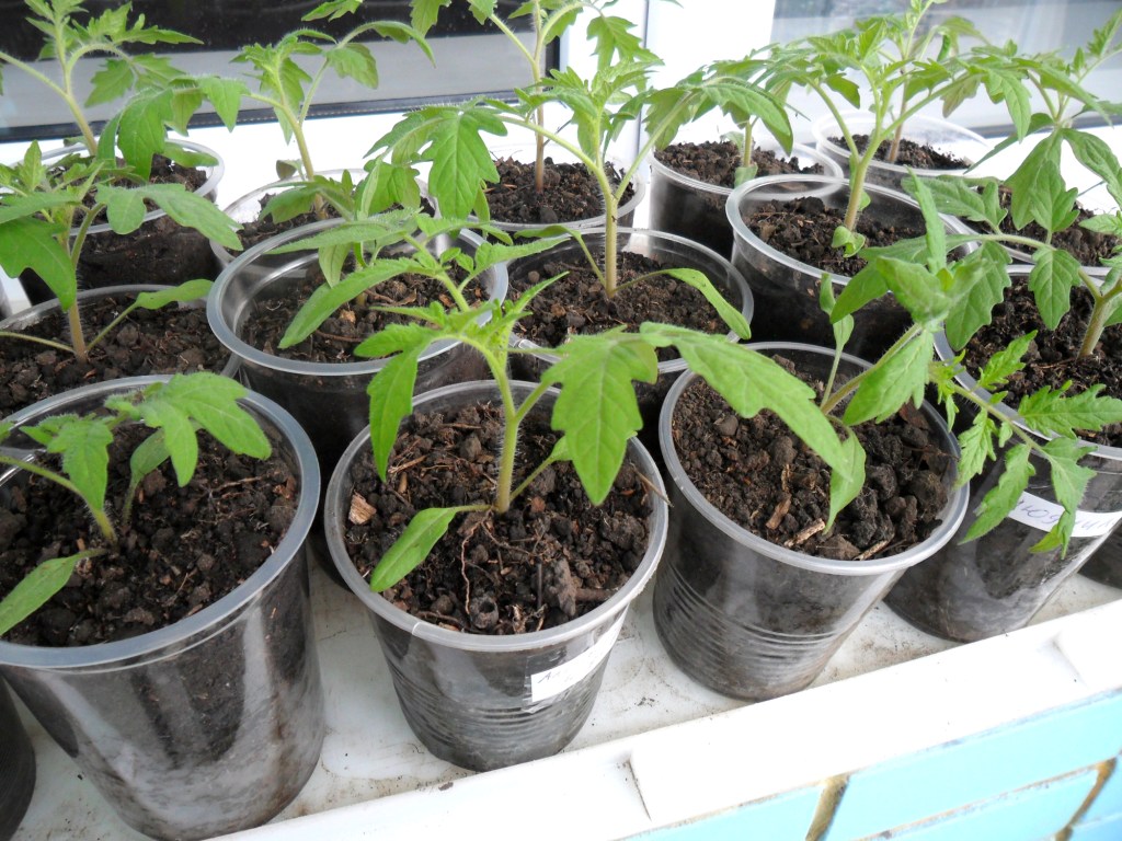 Как подготовить семена томатов к посеву на рассаду