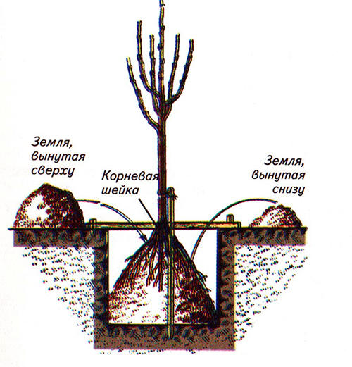 Схема посадки яблони