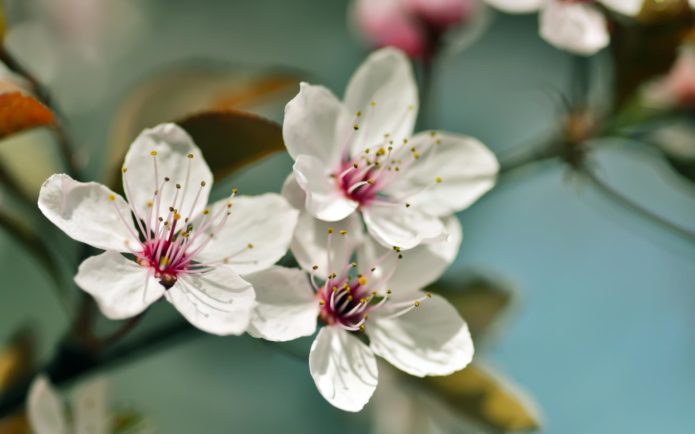 Цветки вишни