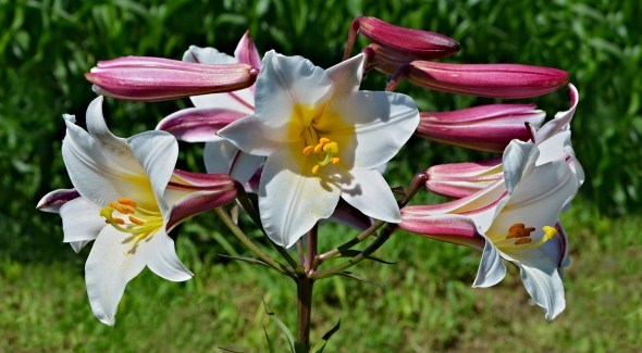 Цветы белой лилии