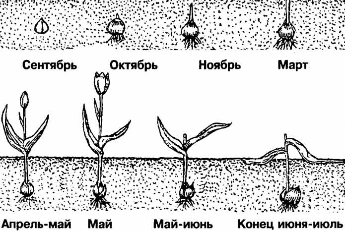 Схема роста и развития луковицы тюльпана