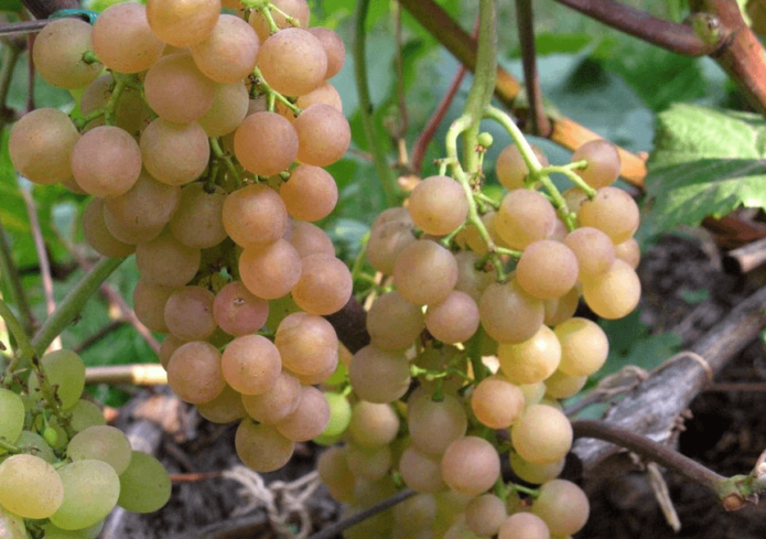 Гроздья винограда Платовский