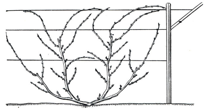 Рисунок веерной формировки винограда
