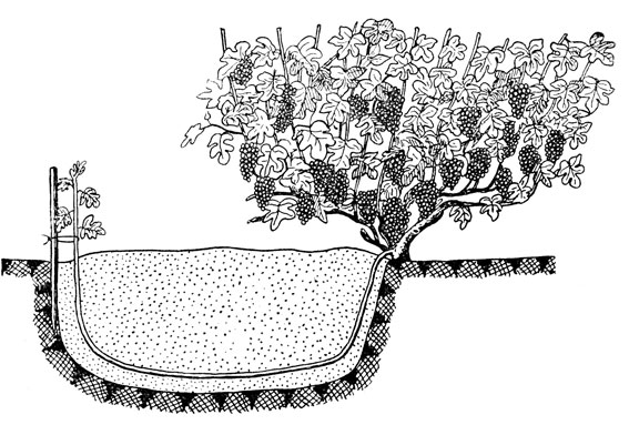 Рисунок размножения винограда методом отводок