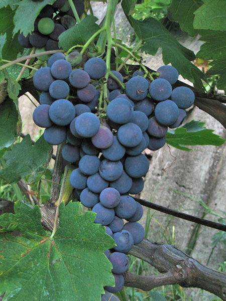 Ягоды винограда сорта Страшенский