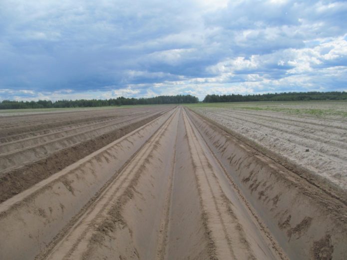 Выращивание картофеля по голландской технологии правила и схема посадки с видео