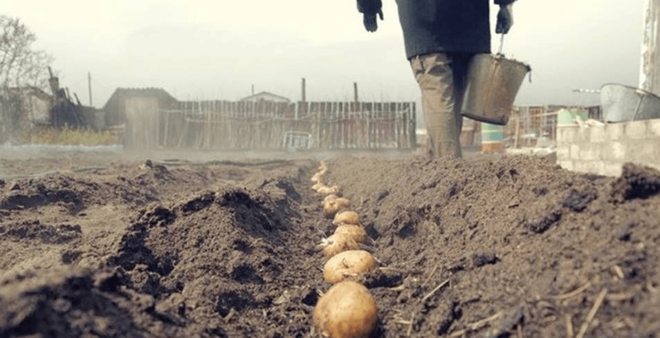 Выращивание картофеля по голландской технологии: правила и схема посадки свидео