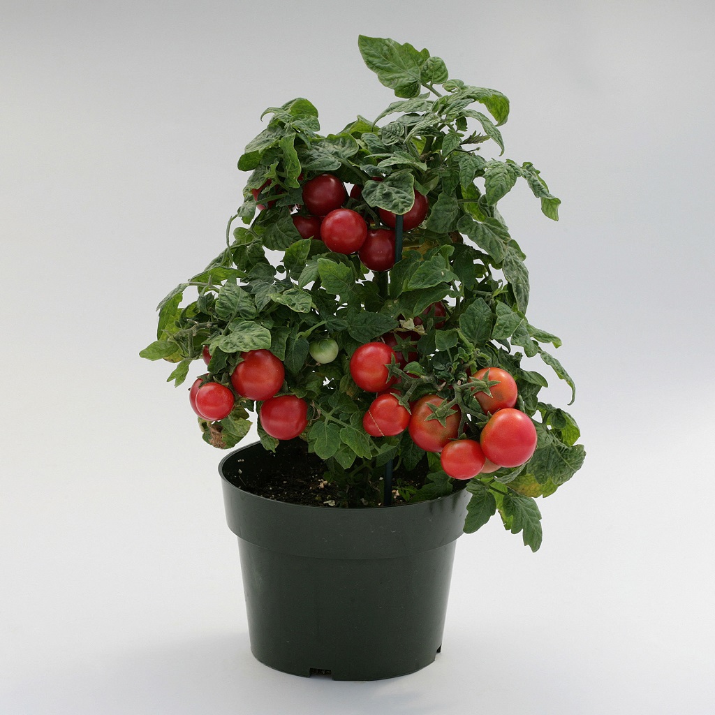 Штамбовые сорта помидоров: что это такое, агротехника выращивания этихтоматов, отзывы, фото
