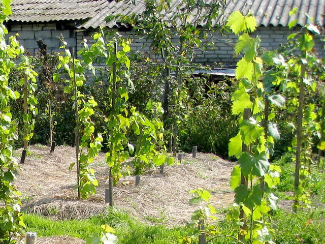 Подходящее место для высадки винограда