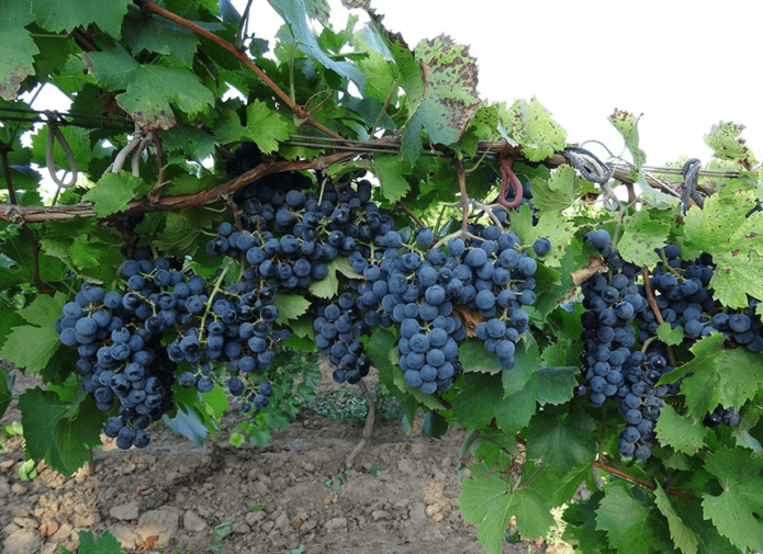 Сорт винограда Регент