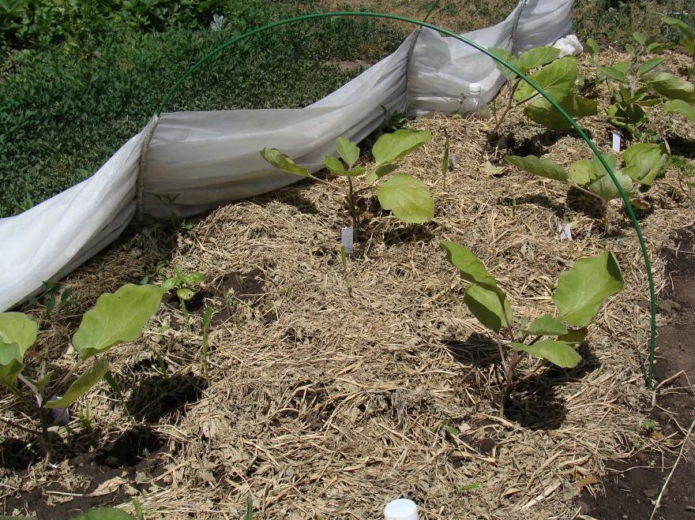 Сорт баклажанов Клоринда f1 описание с фото, выращивание и особенности ухода за растением, отзывы