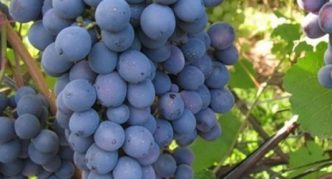 Сорт винограда Агат донской