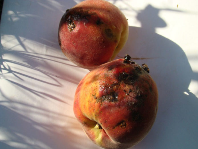 Курчавость плодов персика